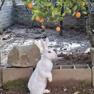 فروش دو عدد خرگوش سفید