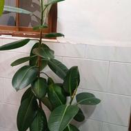 گل زیبا و نو