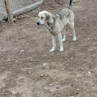 واگذاری ماده عراقی