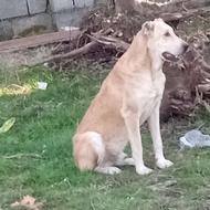 سگ سرابی واگذاری