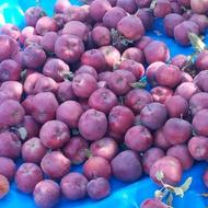 سیب فلاح قرمز