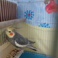 عروس هلندی نر سخنگو در حد دو کلمه