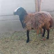 میش وقوچ شال