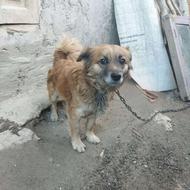 سگ پاکوتاه واگزاری