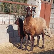 3عدد گوسفند وره مار باره نر و ماده