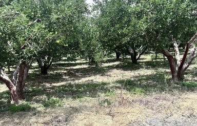 قطعه های 200 متری در جابان