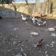 پنج عدد قو قاز بالغ نزدیک به تخم سر حال