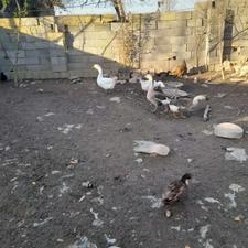 پنج عدد قو قاز بالغ نزدیک به تخم سر حال