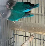 یه جفت طوطی برزیلی رنگ خاص و سرحال و بازیگوش و رام