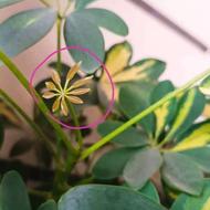 قرص کود برای تقویت گیاهان