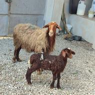 گوسفند بره دار بره نر نژاد تاب افشار شیر مست