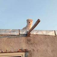 واگذاری سگ پاکوته آدم بگیر جدی