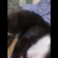 واگذاری گربه