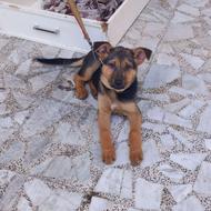 واگذاری سگ ماده 4 ماهه ژرمن اصل