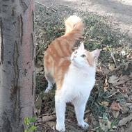 گربه گلدن نر