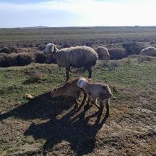 گوسفند دو تا بره نر و ماده