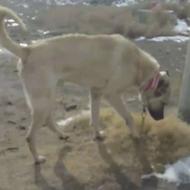 سگ سرابی اصیل 8 ماهه واگذاری