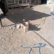 واگزاری سگ پاکوتاه