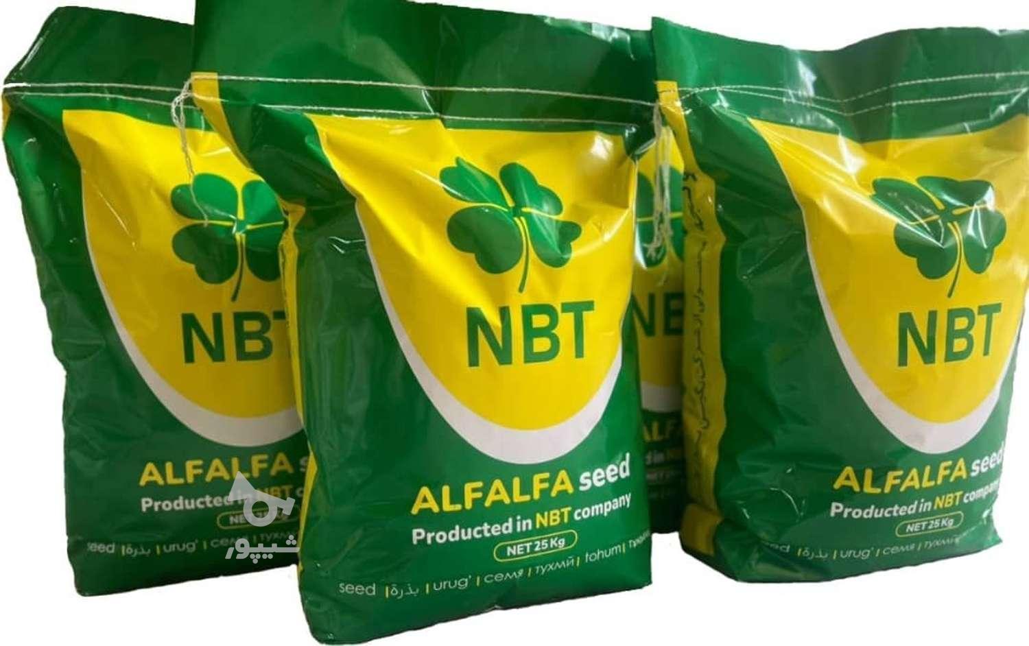 بذر یونجه پایه بلند