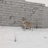 واگذاری سگ ماده عراقی اصل