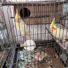 یکجفت عروس بایک جوجه،3جوجه دیگه فروخته شده