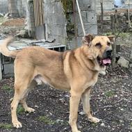 واگذاری سگ سرابی