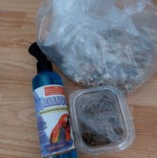 طوطی برزیلی سرلاکی