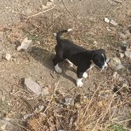 واگذاری توله سگ قهدریجان