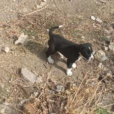 واگذاری توله سگ قهدریجان