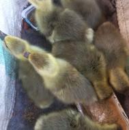 غاز کته فروشی