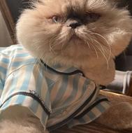 گربه پرشین هیمالین