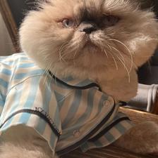 گربه پرشین هیمالین