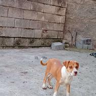 توله میکس پیتبول داگو واگذاری