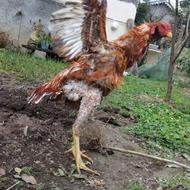 جوجه خروس 11ماه نصل عالی