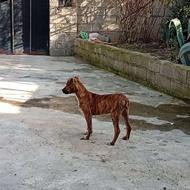 واگذاری توله پیتبول