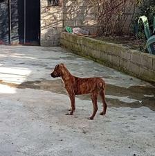 واگذاری توله پیتبول