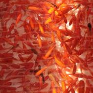 ماهی قرمز‌‌....