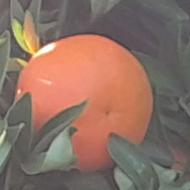 پرتقال از نوع پژ نایلون پیچ