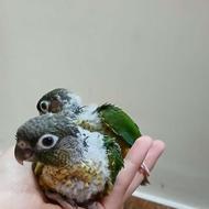 طوطیگرینچیک35روزه