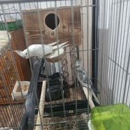 یک جفت عروس هلندی