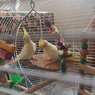 دوتا عروس هلندی ماده