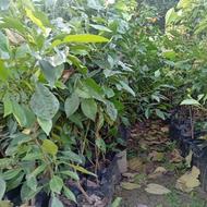 فروش ویژه نهال نارنج تیراژ بالا آماده پیوند