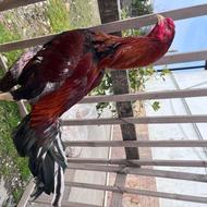 خروس لاری 11ماهه