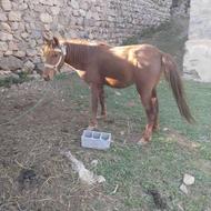 خریدار اسب پالانی و الاغ