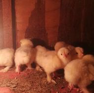 برهما لایت اصیل