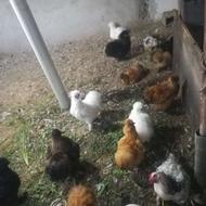 ابریشمی کوپال اصیل