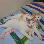 دو عدد گربه نر و ماده