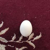 تخم مرغ لاری