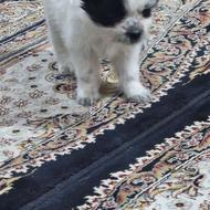 واگذاری دو تا توله سگ یکی نر یکی ماده