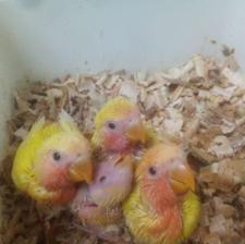 طوطی برزیلی رام سرلاکی وچلوندی